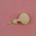 bird skull